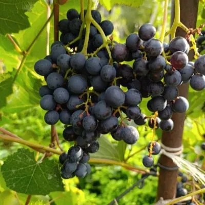 amurskiy-chernyy-main-230621