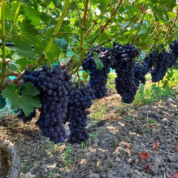 antratsit-charli-1-231807