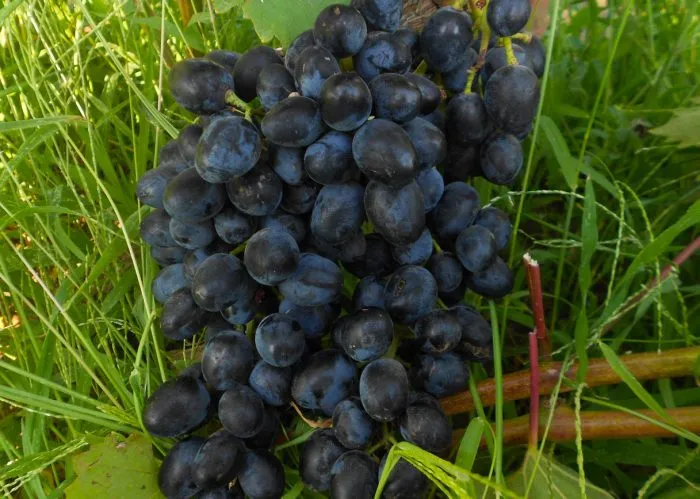 antratsit-charli-2-231807