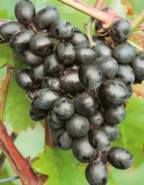 antratsit-charli-3-231807