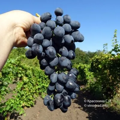 antratsit-charli-4-231807