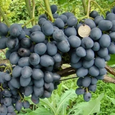 antratsit-charli-7-231807