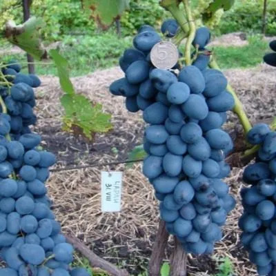 antratsit-charli-8-231807