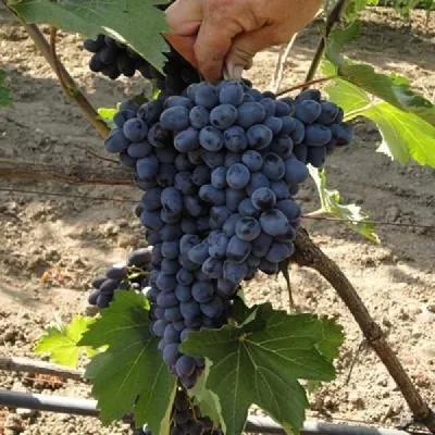 antratsit-charli-9-231807