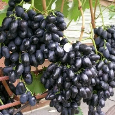 antratsit-charli-main-231807