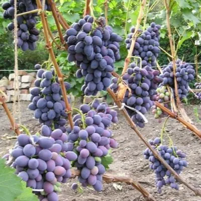 ataman-pavlyuk-4-237116