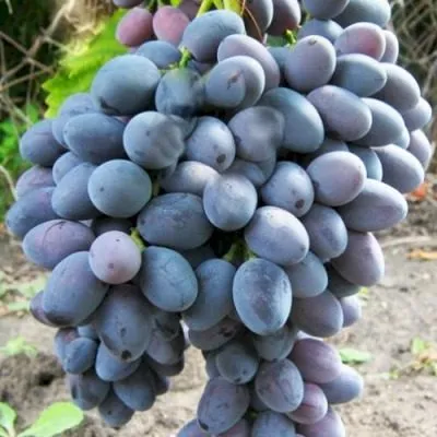 ataman-pavlyuk-6-237116