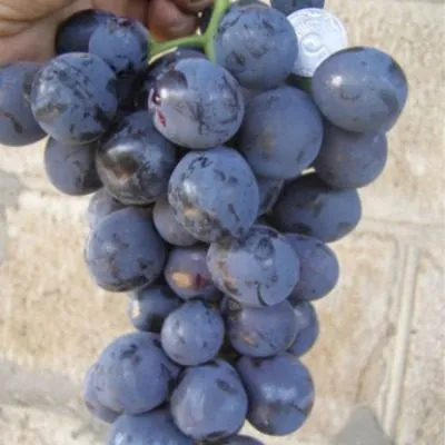 ataman-pavlyuk-7-237116