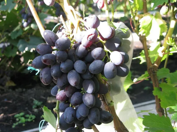 ataman-pavlyuk-main-237116