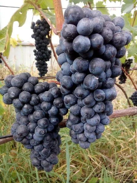 bastardo-magarachskiy-3-234996