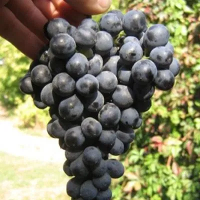 bastardo-magarachskiy-4-234996