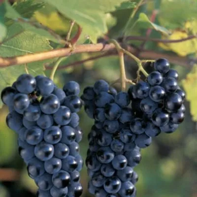 bastardo-magarachskiy-5-234996