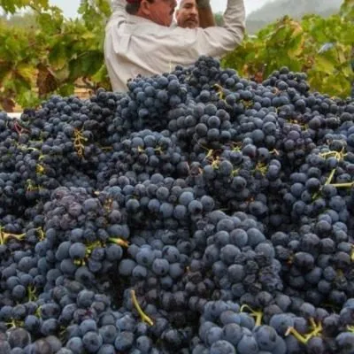 bastardo-magarachskiy-6-234996