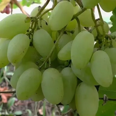 belaya-akatsiya-2-234685