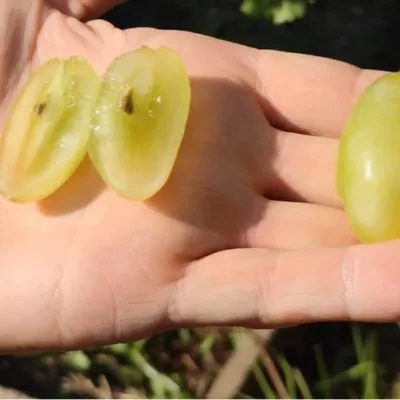 belaya-akatsiya-4-234685