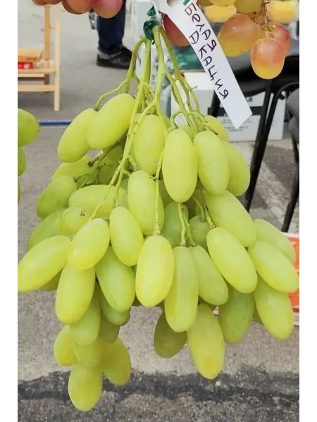 belaya-akatsiya-main-234685