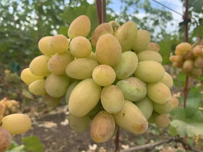 belaya-ledi-1-236990