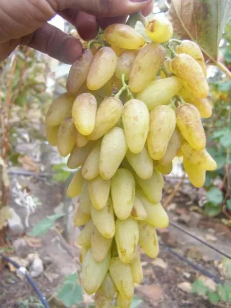 belaya-ledi-3-236990