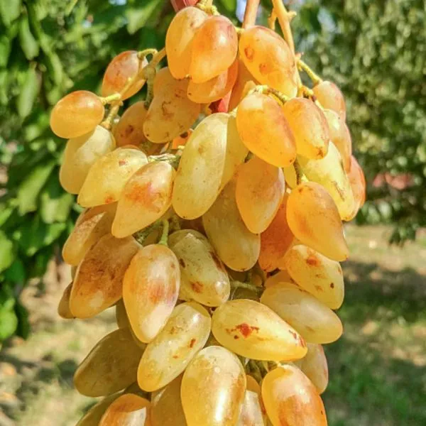 belaya-ledi-4-236990