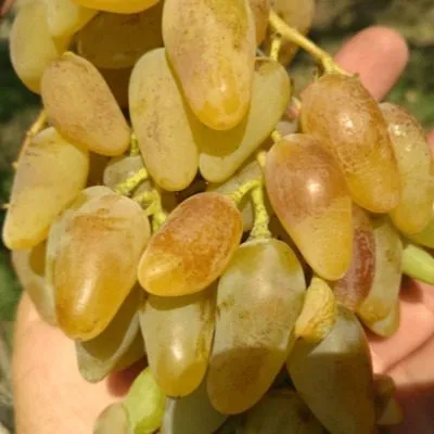 belaya-ledi-5-236990