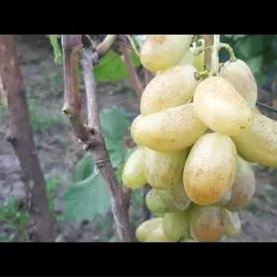 belaya-ledi-6-236990