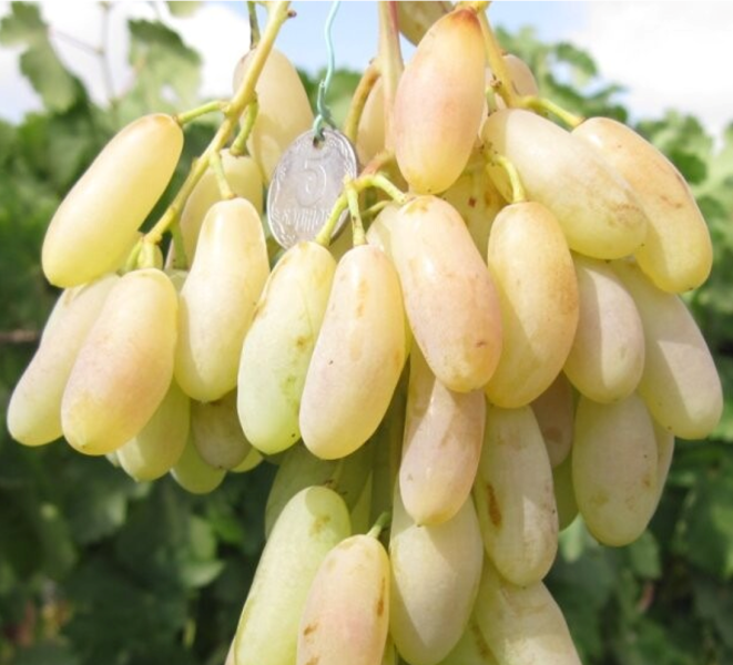 belaya-ledi-main-236990