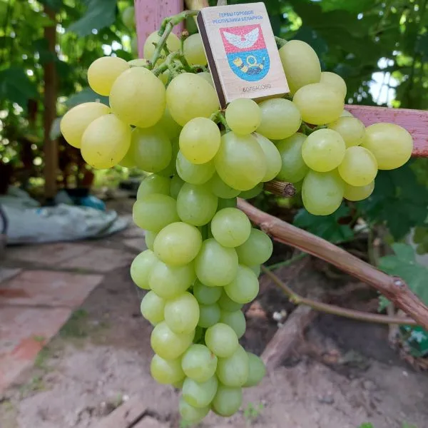 belaya-roza-kalugin-v-m-1-238811