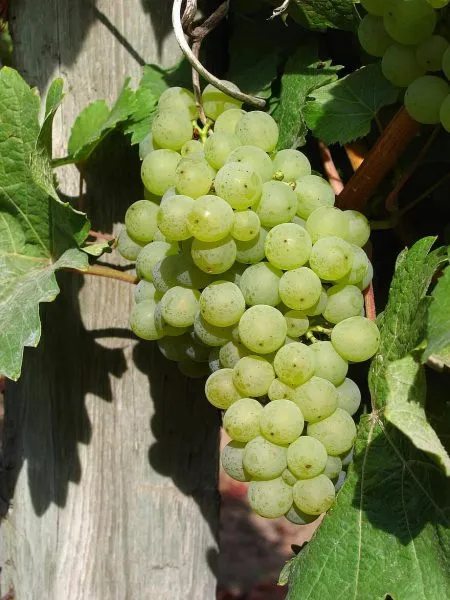 belaya-roza-kalugin-v-m-3-238811