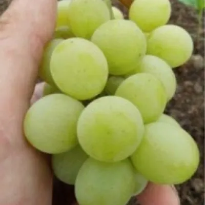 belaya-roza-kalugin-v-m-4-238811