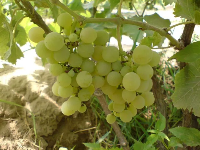 belaya-roza-kalugin-v-m-main-238811