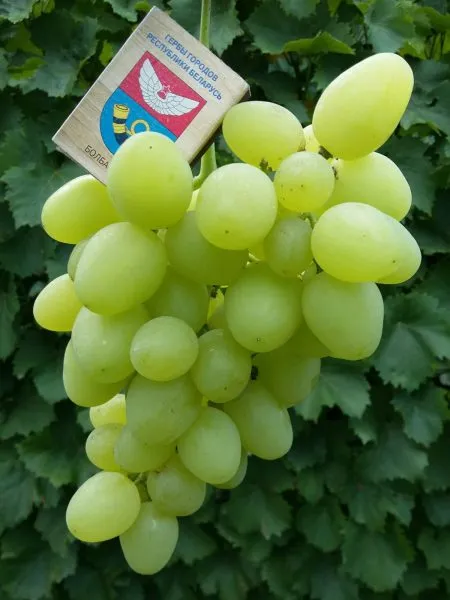 belyy-hrustal-1-230645