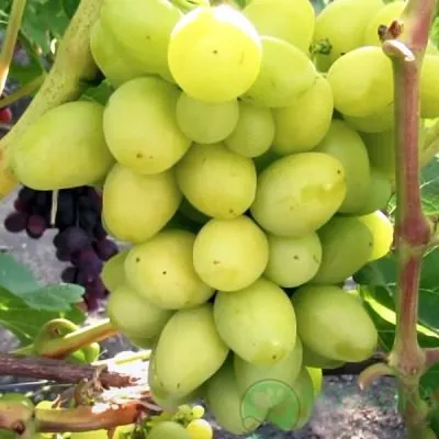 belyy-hrustal-2-230645