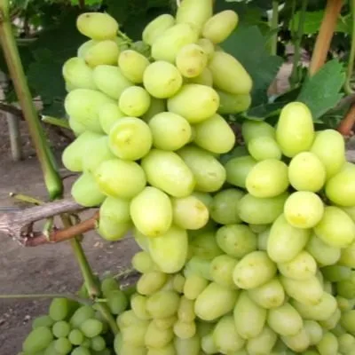 belyy-hrustal-3-230645