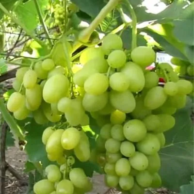 belyy-hrustal-5-230645