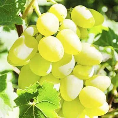 belyy-hrustal-main-230645