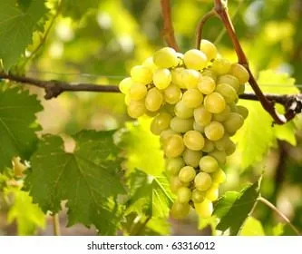 belyy-lebed-2-230037