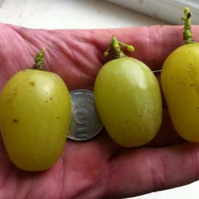 belyy-lebed-4-230037