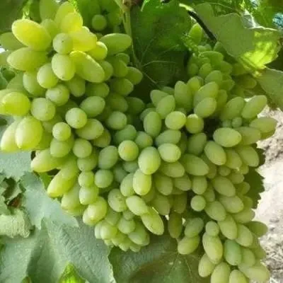 belyy-lebed-5-230037