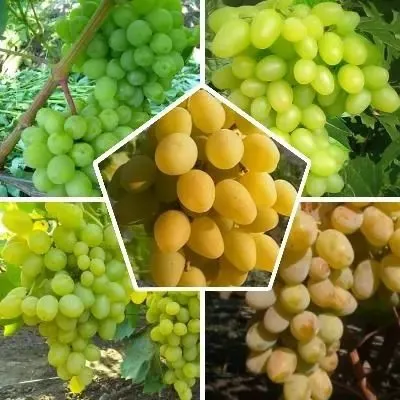 belyy-lebed-6-230037