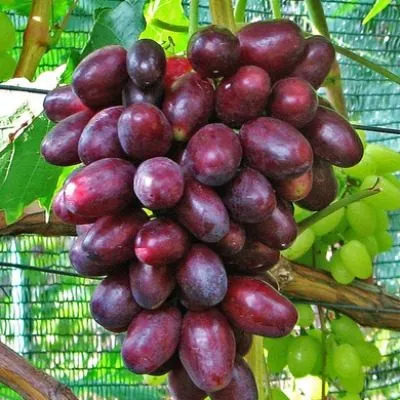 beshevskiy-main-228178