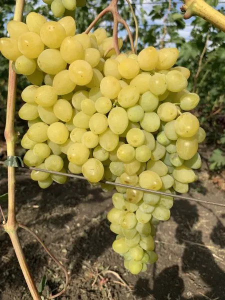 bespodobnyy-1-232868