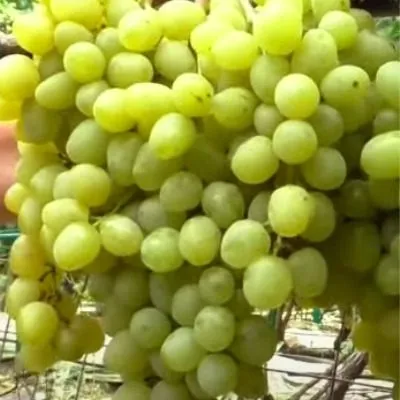 bespodobnyy-3-232868