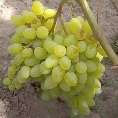 bespodobnyy-4-232868