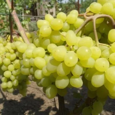 bespodobnyy-5-232868