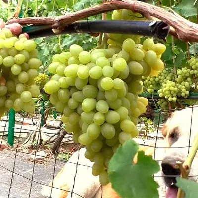 bespodobnyy-6-232868