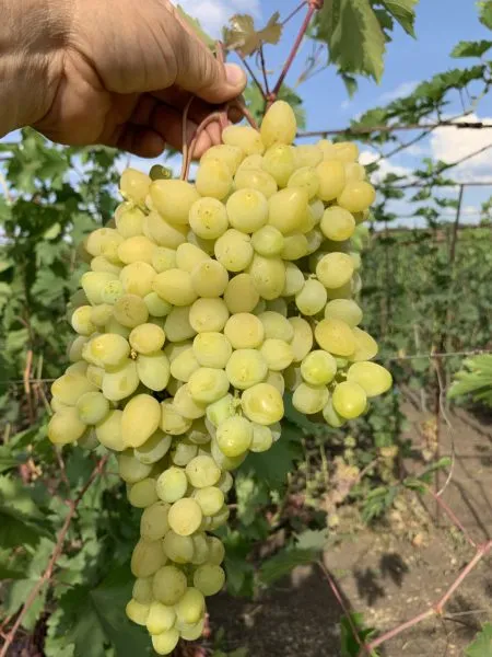 bespodobnyy-main-232868