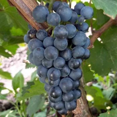 blaufrenkish-4-231264