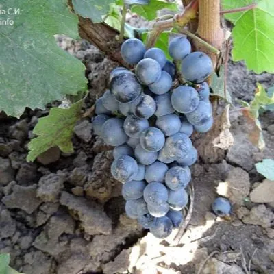 blaufrenkish-5-231264