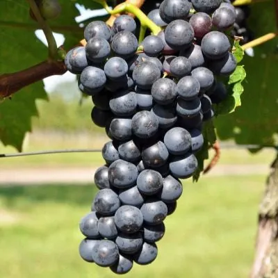 blaufrenkish-main-231264