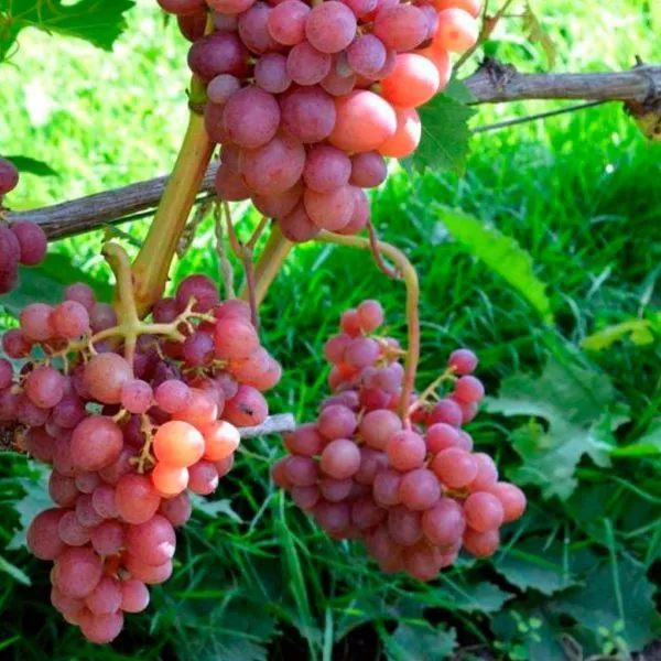 blestyaschiy-2-229025